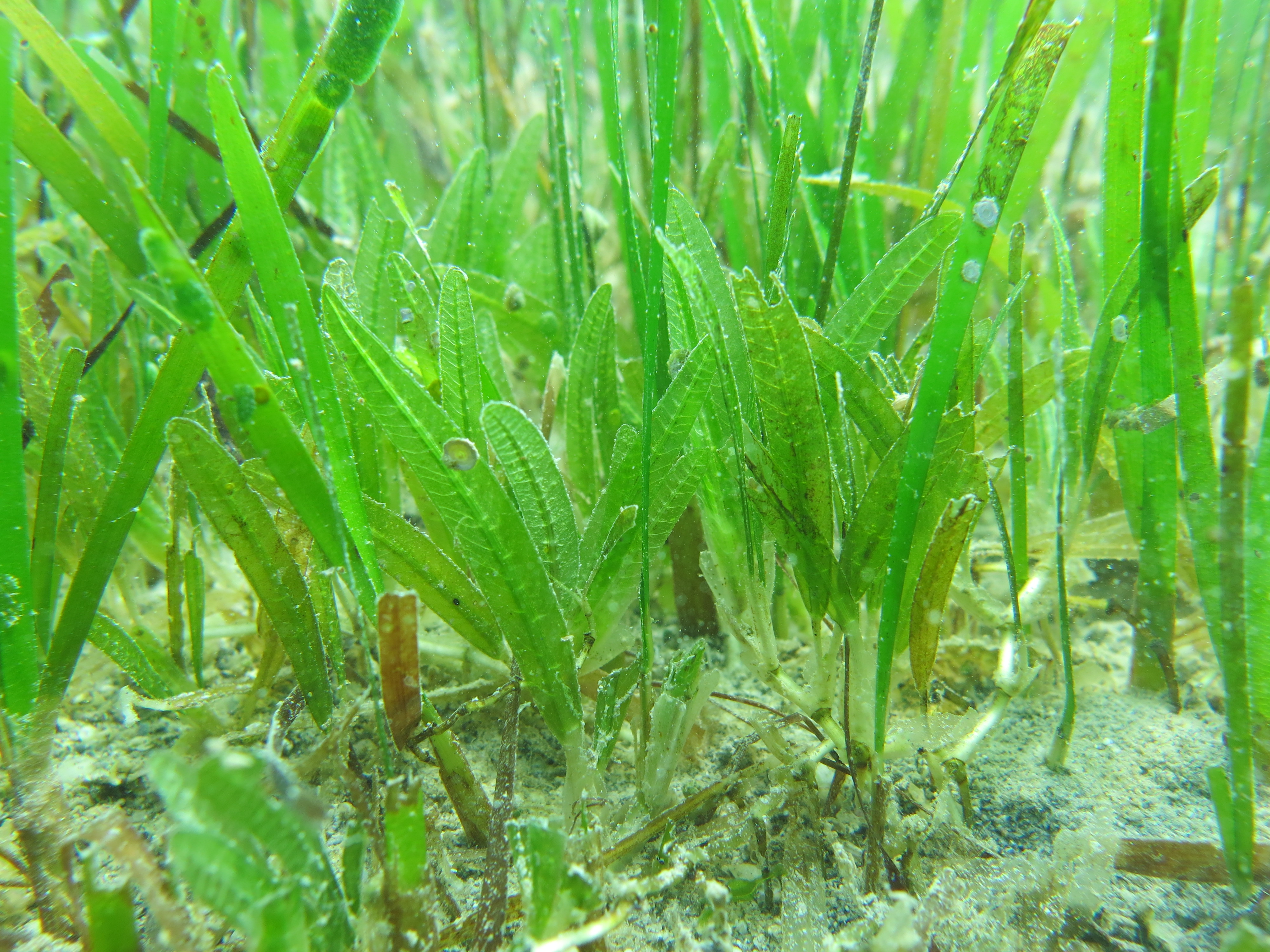 Pradera de Halophila stipulacea